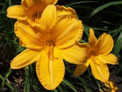 Hemerocallis 'Slowik'