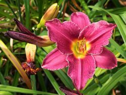 Hemerocallis 'Wroclaw'