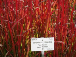 Imperata is should a fiery colourful plants