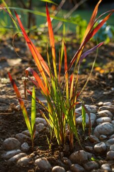 If you want a red, fiery grass then Imperata is for you