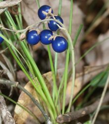 The fruit of Ophiopogon japonicus