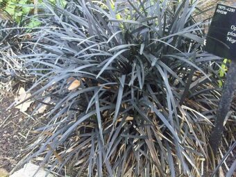 Ophiopogon are attractive grasses in the container garden.