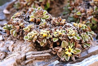 How to Grow Pallenis Maritima in Containers- Growing the Mediterranean Beach Daisy