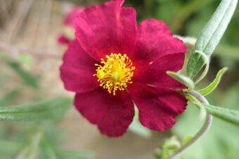 Growing Helianthemums in Containers- Growing Rock Rose