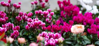 Cyclamen make ideal plants in containers