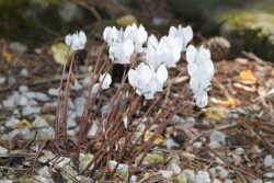 Cyclamen hederifolium alba