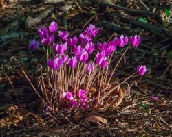 Cyclamen hederifolium