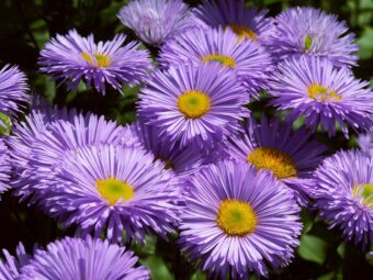 Erigerons make attractive plants in containers