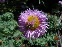 Erigeron 'Pink Jewel'