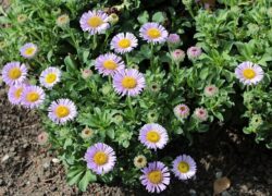 Erigeron glaucus