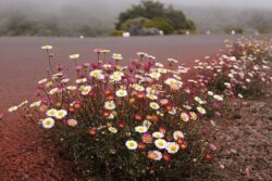 Erigeron karvinskianus