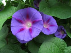 Purple Ipomoea purpurea