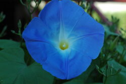 Ipomoea tricolor