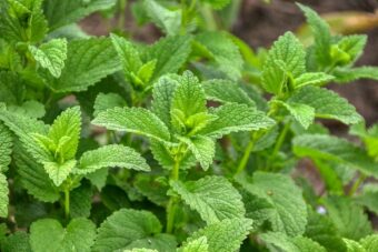 Melissia officinalis a herb that makes a great container plant.