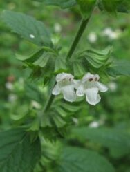 Melissa officinalis flowers