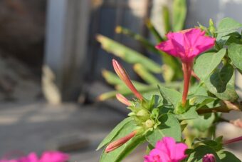 Mirabilis make a colourful plant in containers