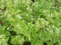 Mirabilis longifolia