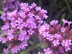 Verbena bonariensis