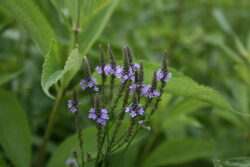 Verbena hestata