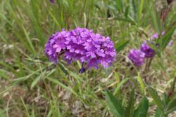 Verbena rigida