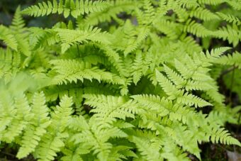 Dryopteris makes a great fern in containers