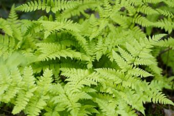 Growing Dryopteris in Containers- Growing Male Fern or Copper Shield Fern