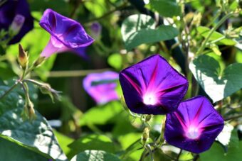 Ipomoea make ideally container plants