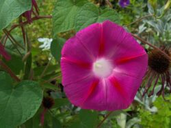 pink Ipomoea purpurea