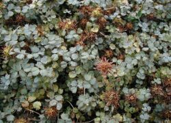 Acaena buchananii