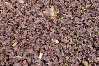 Growing Acaena in Containers- Growing New Zealand Burr