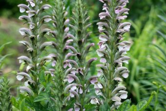 Acanthus once seen it is never forgotten