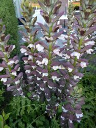 Acanthus mollis