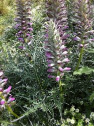 Acanthus spinosus