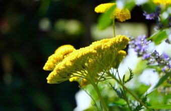 Growing Achilleas in Containers- Growing Yarrow or Milfoil