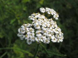 Achillea millefolium