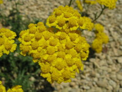 Achillea tomentosa