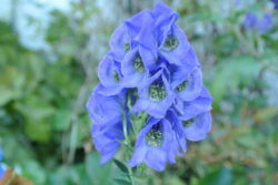 Aconitum carmichaelii 'Arendsii'