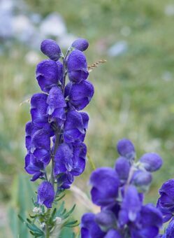 Aconitums are colourful plants to have in containers