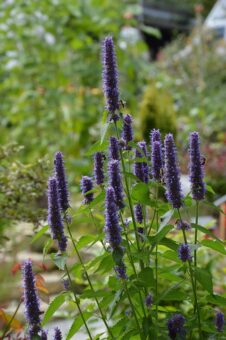 Agastache are such wonderful plants to grow in containers