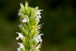 Agastache pallidiflora var. pallidiflora