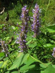 Agastache rugosa