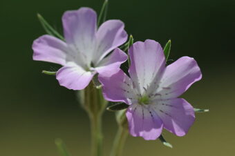 Cornflower are such dainty and beautiful flowers