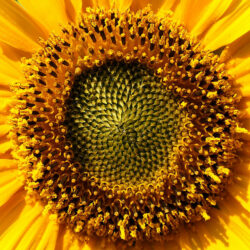 Helianthus annus