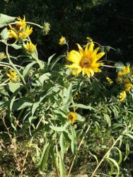 Helianthus maximillani