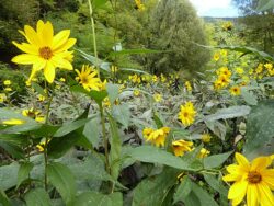 Helianthus tuberosus