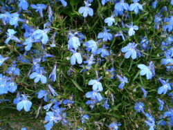 Lobelia erinus