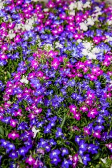 Growing Lobelia in Containers- Growing this Trailing Bedding Plant