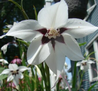 Growing Acidanthera in Containers- Growing Abyssinian Gladiolus