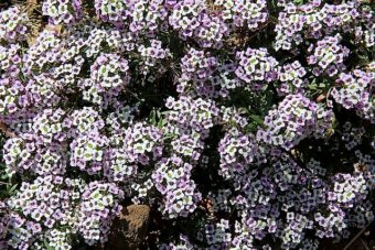 Aethionema is a beautiful member of the Brassica family to have in your container family