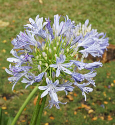 Agapanthus africanus